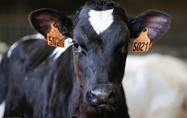 Французские фермеры винят ветровые турбины и солнечные панели в смерти сотен коров