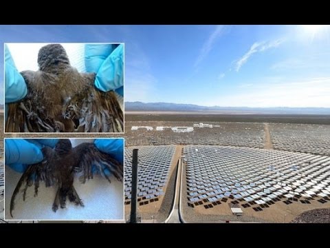 Самая большая в мире солнечная электростанция за год убила свыше 3500 птиц